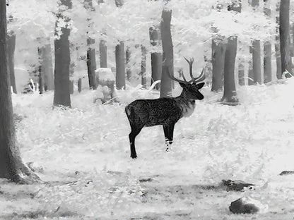 Leica Calonox 2 View